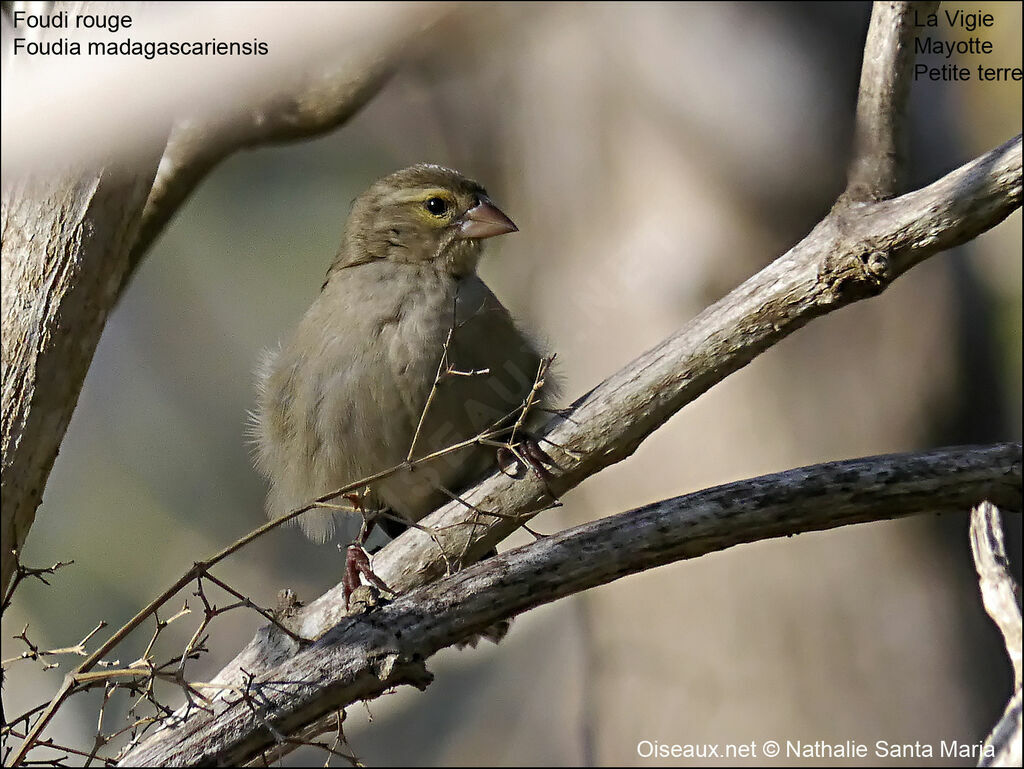 Foudi rouge femelle adulte, identification, habitat, Comportement