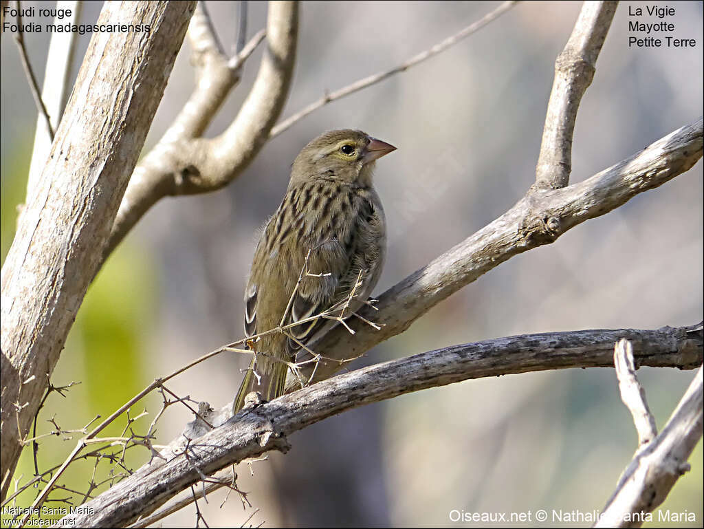 Red Fody female adult, identification