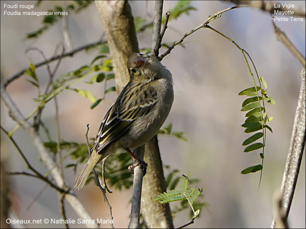 Red Fody female adult, identification, habitat, Behaviour