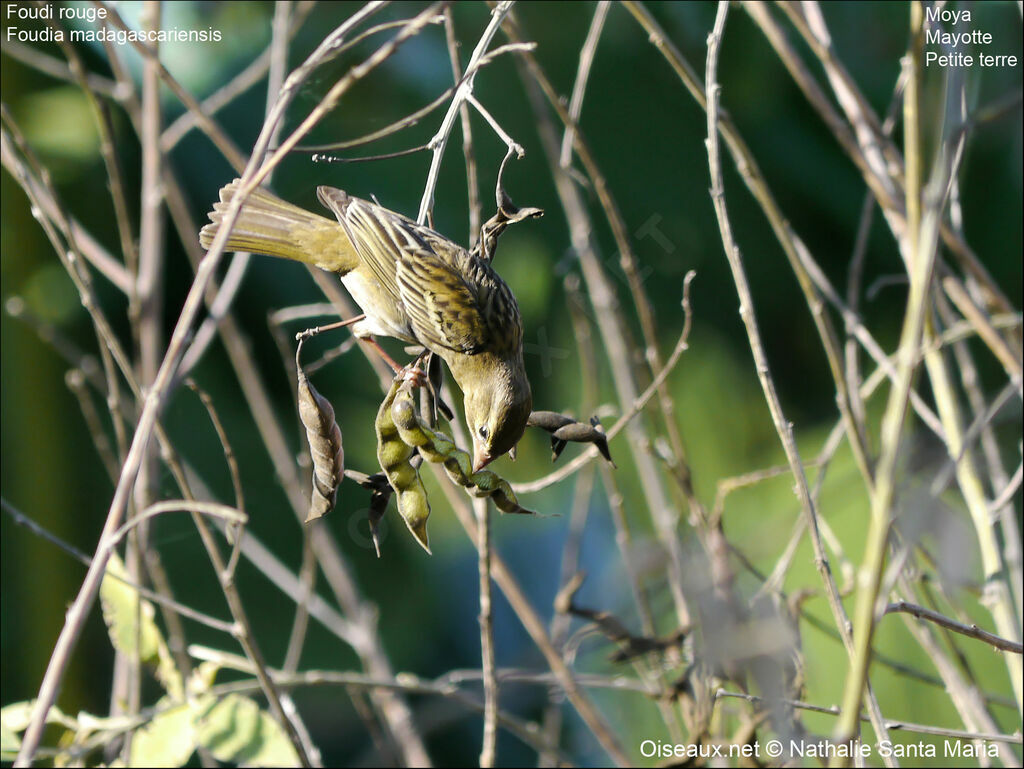 Red Fody female adult post breeding, identification, habitat, feeding habits, eats