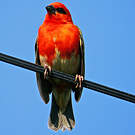 Foudi rouge