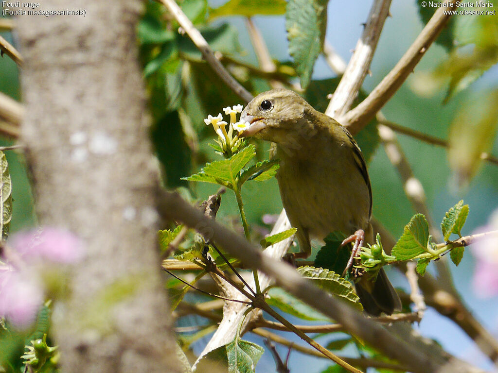 Foudi rouge femelle adulte, identification, habitat, régime, mange