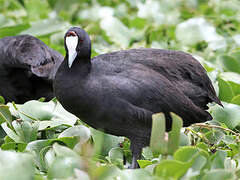 Red-knobbed Coot