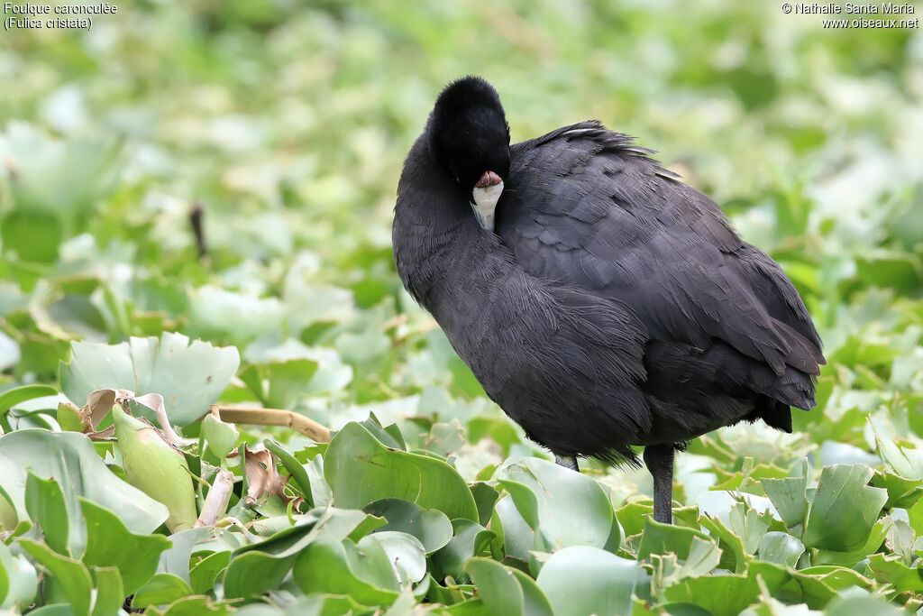 Red-knobbed Cootadult breeding, identification, habitat, care