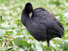 Red-knobbed Coot