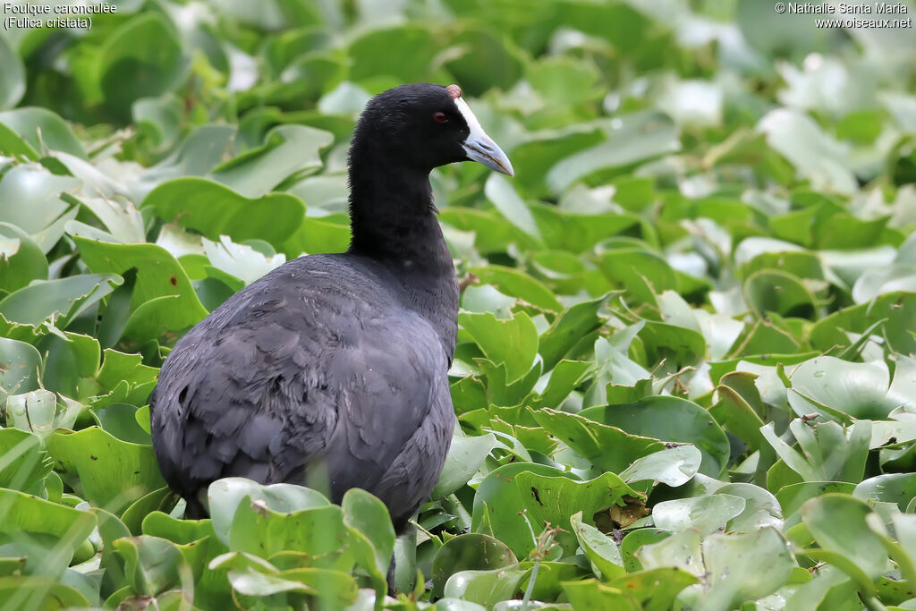 Red-knobbed Cootadult breeding, identification, habitat