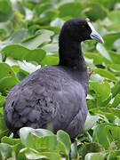 Red-knobbed Coot