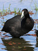 Red-knobbed Coot