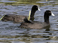 Red-knobbed Coot