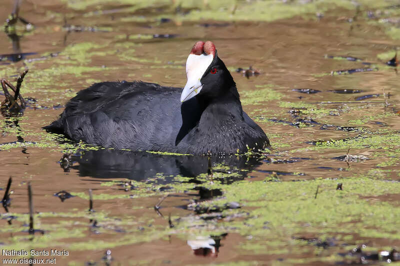 Red-knobbed Cootadult, close-up portrait, swimming