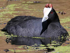 Red-knobbed Coot