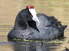 Red-knobbed Coot