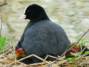 Foulque macroule