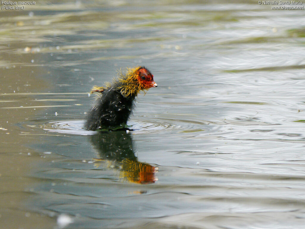 Foulque macroulePoussin, identification, habitat, nage, Comportement