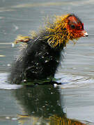 Eurasian Coot