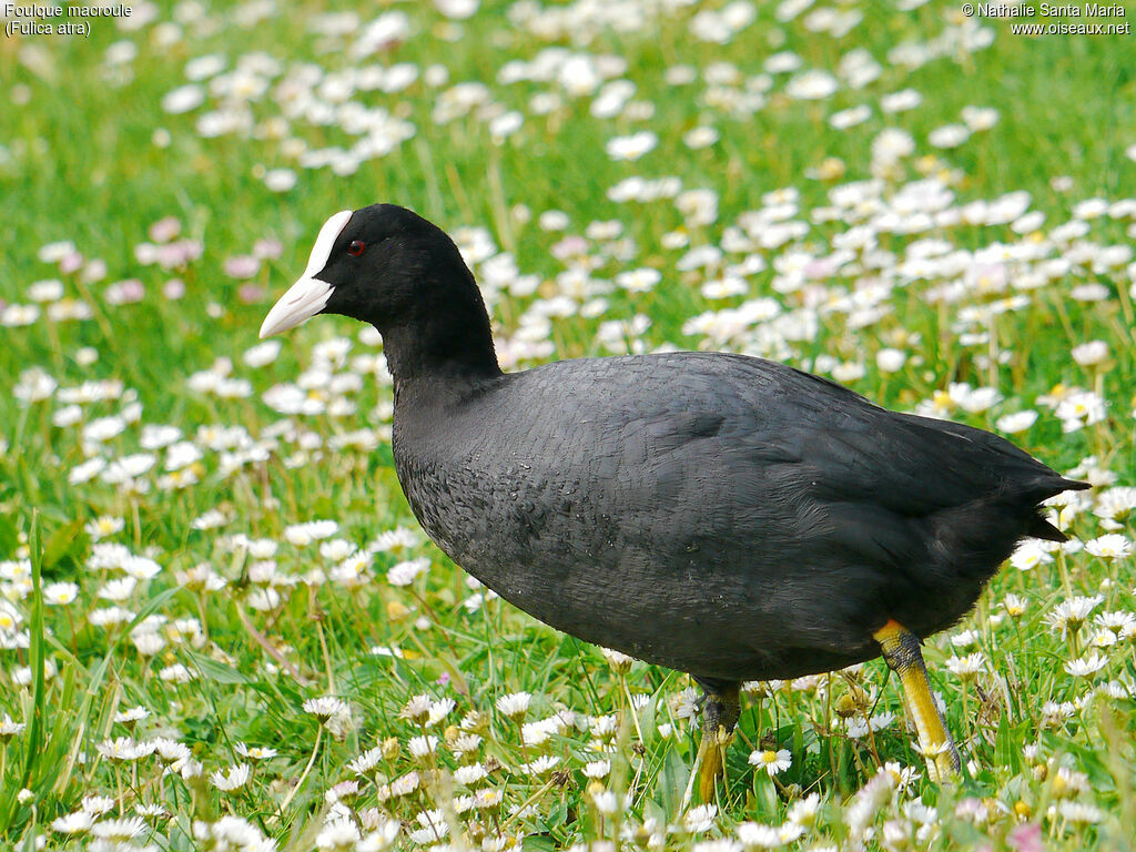 Eurasian Cootadult breeding, identification, walking