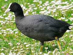 Eurasian Coot