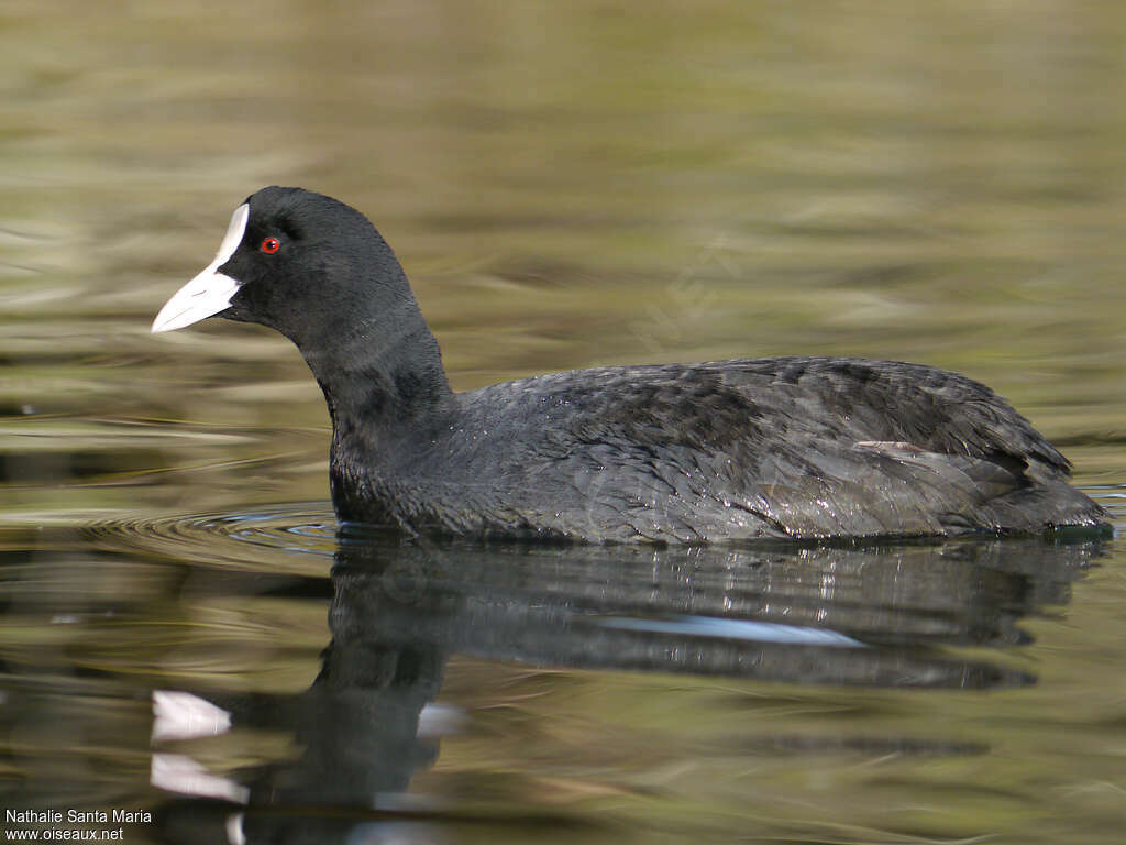 Eurasian Cootadult, pigmentation, swimming, Behaviour