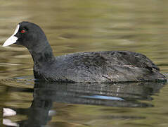 Eurasian Coot