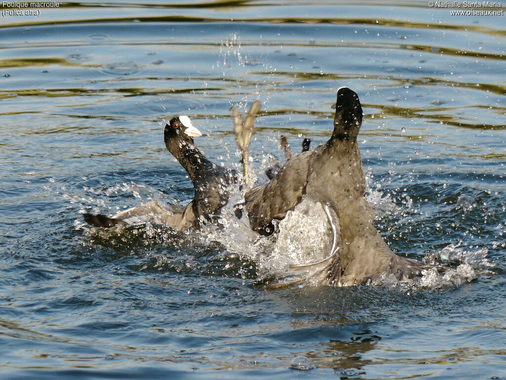 Eurasian Cootadult, Behaviour