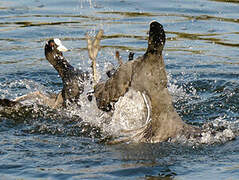 Eurasian Coot