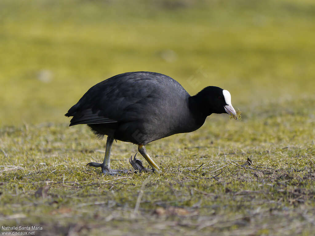 Eurasian Cootadult, walking, feeding habits, Behaviour