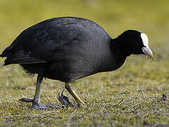 Eurasian Coot