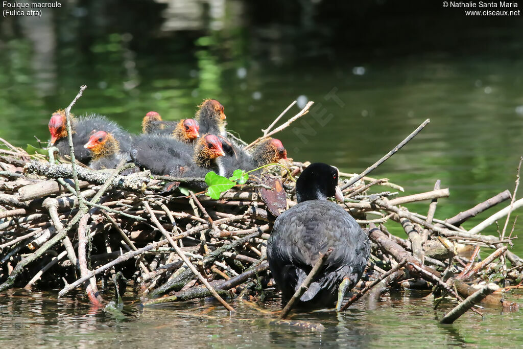 Eurasian CootPoussin, identification