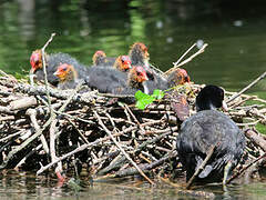 Eurasian Coot