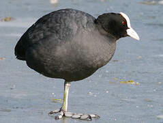 Eurasian Coot