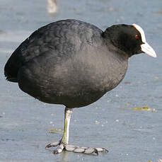 Eurasian Coot Fulica Atra Eurasian Coot Fulica Atra