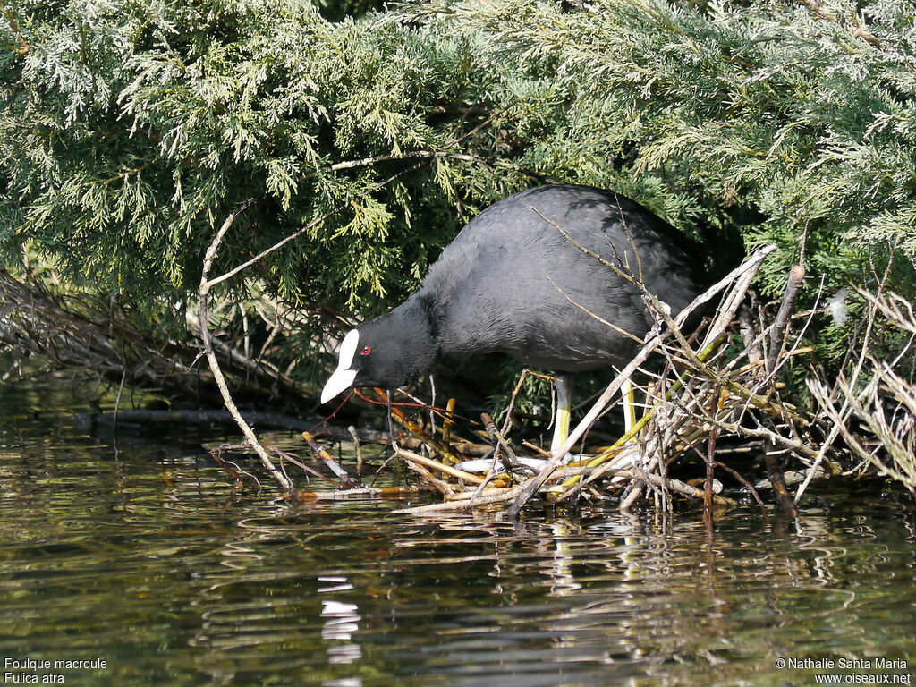 Foulque macrouleadulte, identification, habitat, Nidification