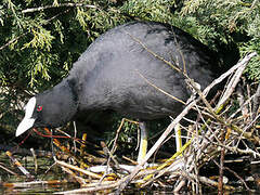 Eurasian Coot