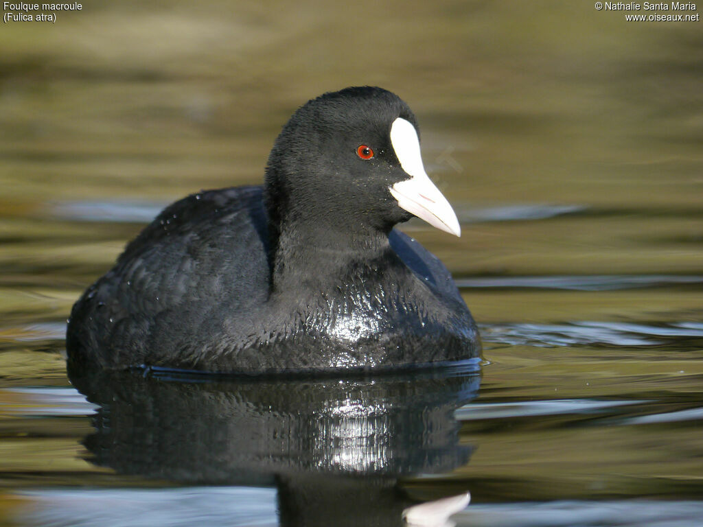 Foulque macrouleadulte, identification, portrait, nage