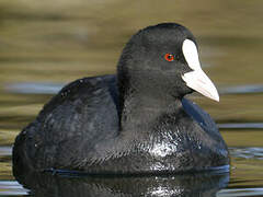 Eurasian Coot