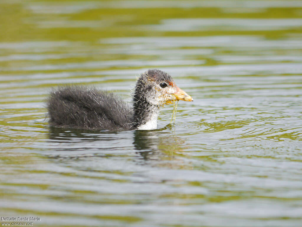 Foulque macroulePoussin, identification