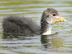 Eurasian Coot