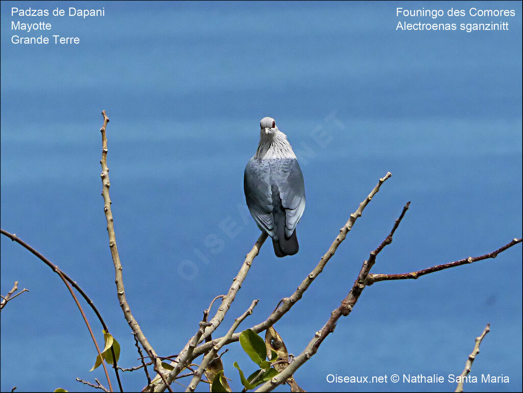 Comoros Blue Pigeonadult, identification, habitat, Behaviour