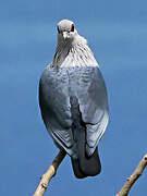 Comoros Blue Pigeon