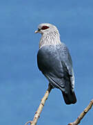 Comoro Blue Pigeon