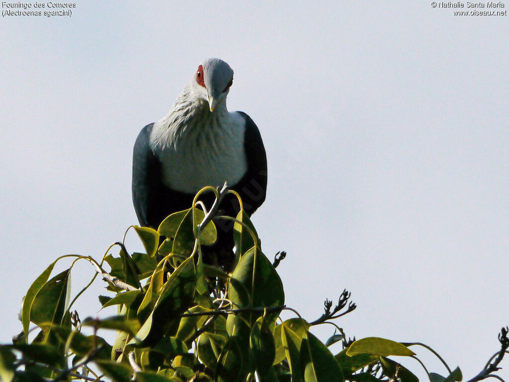 Founingo des Comoresadulte, identification, habitat, Comportement