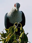 Comoros Blue Pigeon