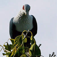 Founingo des Comores