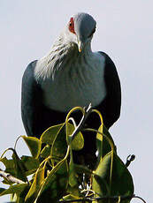 Founingo des Comores