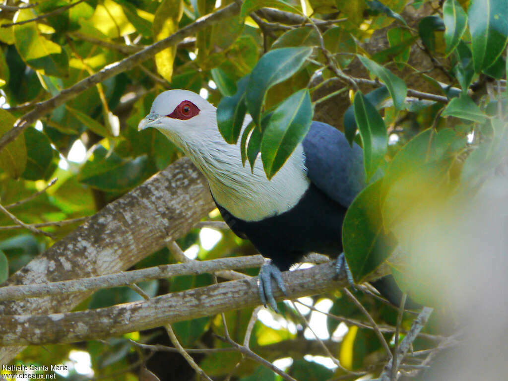 Comoro Blue Pigeonadult, close-up portrait, Behaviour