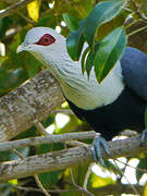 Comoros Blue Pigeon