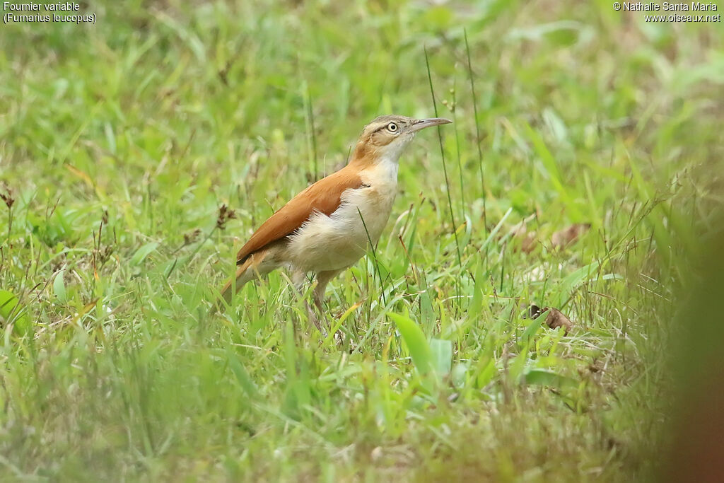 Fournier variableadulte, identification, marche