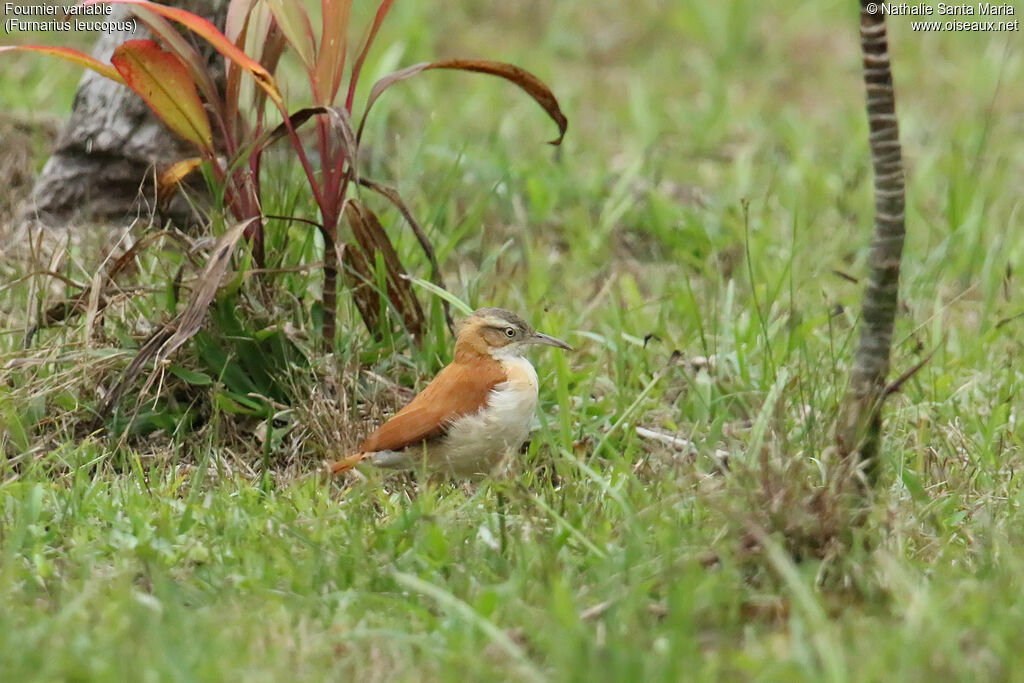 Fournier variableadulte, identification, marche