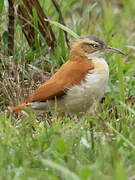 Pale-legged Hornero