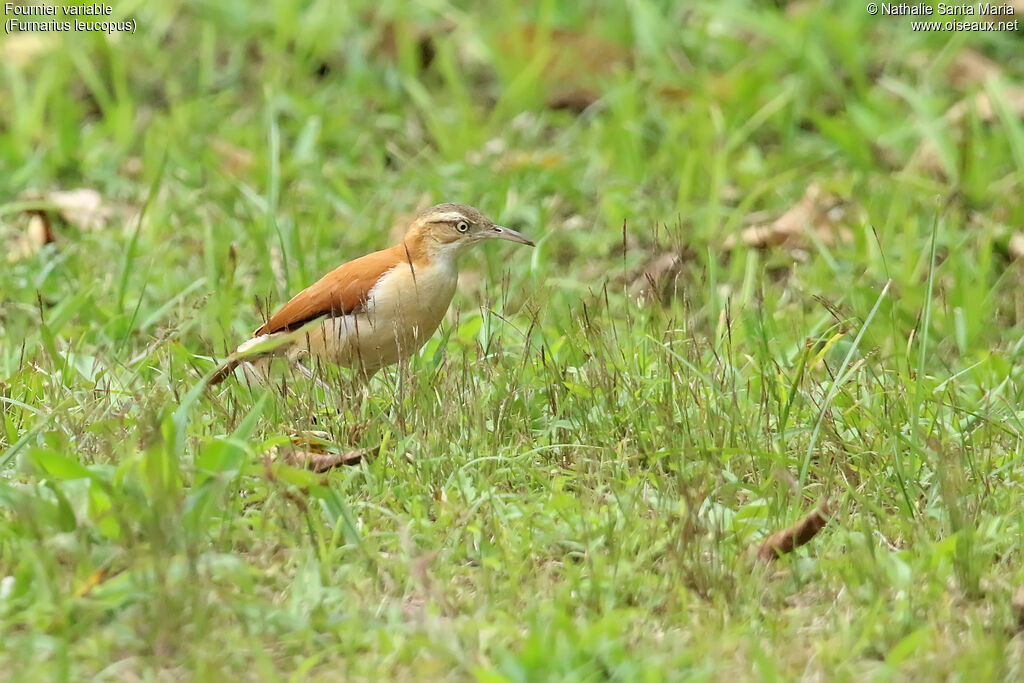 Fournier variableadulte, identification, marche